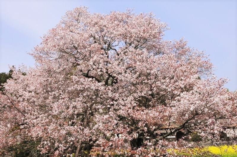 要約文画像用