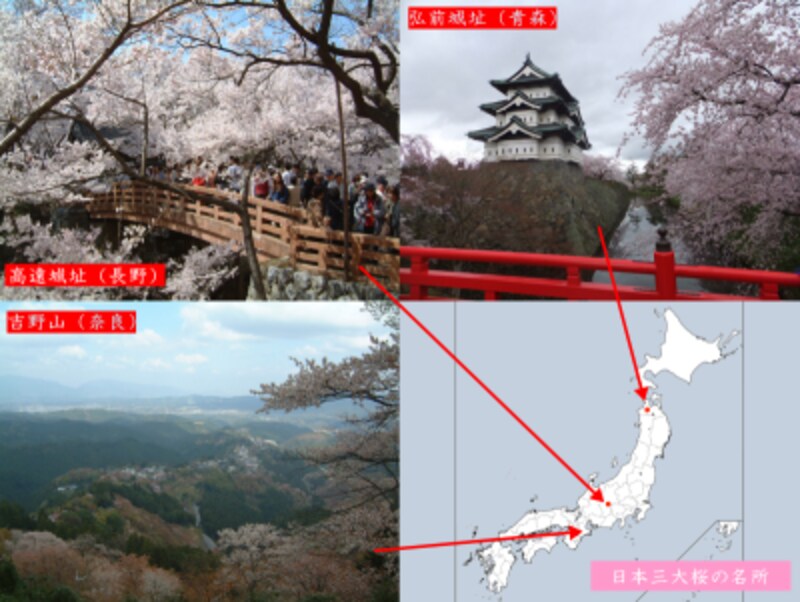 日本三大桜と日本三大桜の名所は異なります