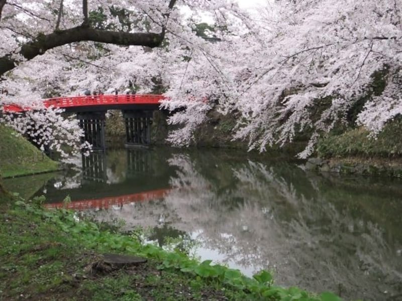 日本三大桜の名所　青森　弘前城址