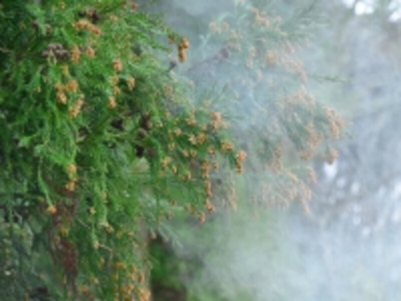 花粉
