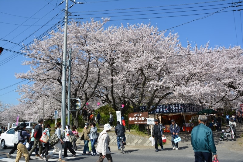 権現堂桜堤の正面入口
