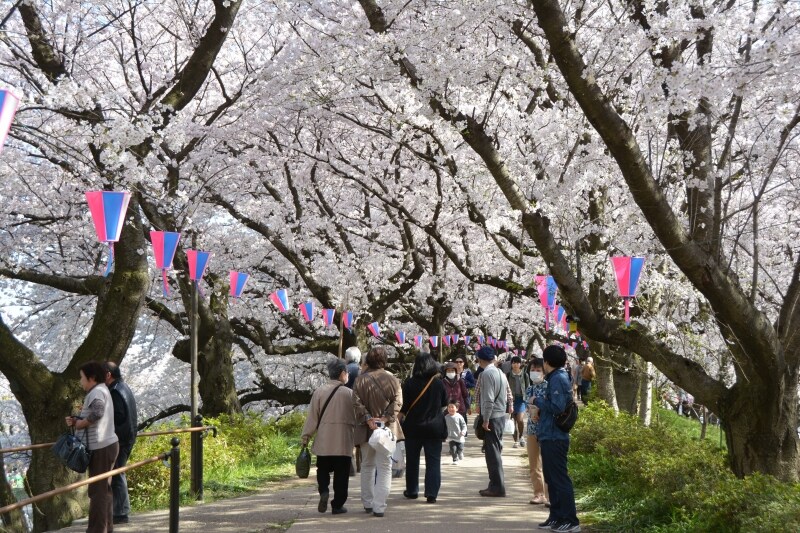 桜のトンネルのような権現堂桜堤の遊歩道