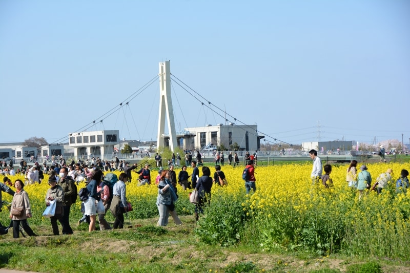 権現堂桜堤の下はいちめん菜の花畑