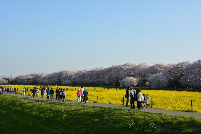 外野橋から眺める薄紅色と黄色の色彩のコントラスト