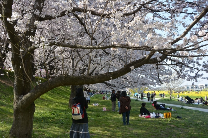 色を分ける権現堂桜堤の真下はお弁当エリア