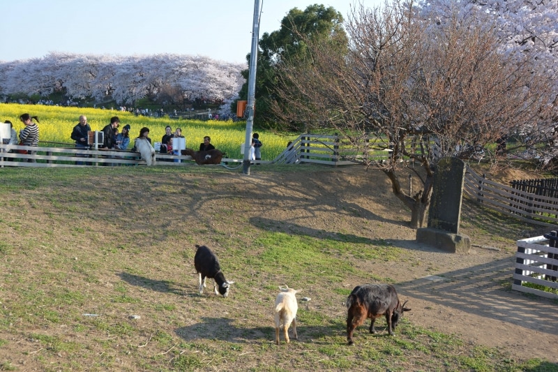 菜の花畑の一画で飼育される人懐っこいヤギ