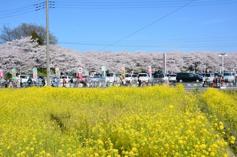 桜と菜の花に挟まれる正面入口近くの第2駐車場