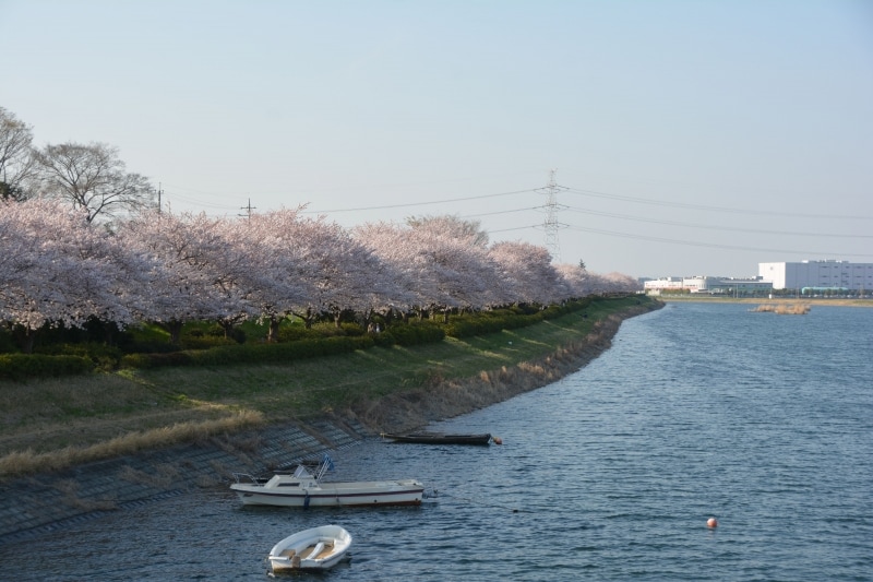 湖岸が薄紅色に縁取られる行幸湖