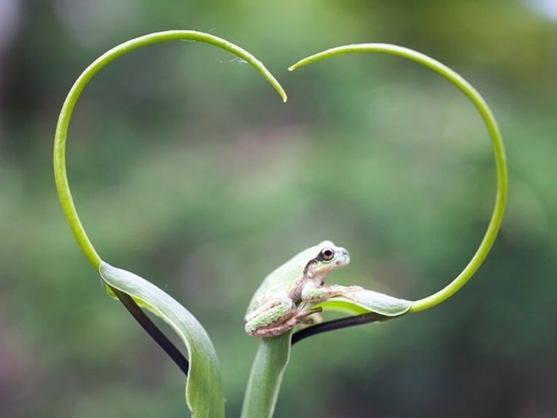 蛙のうたが聞こえてくるよ