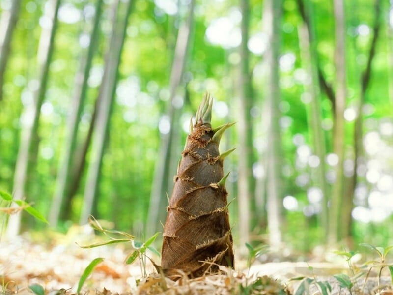 たけのこは生長が早く、一晩で一節伸びるといわれています