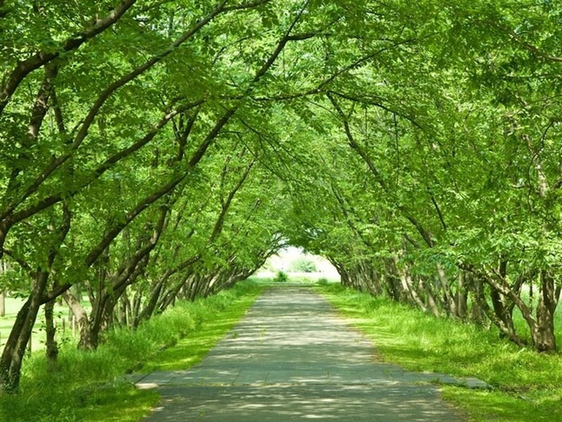 風薫る季節。木々のある公園を散策してもいいですね