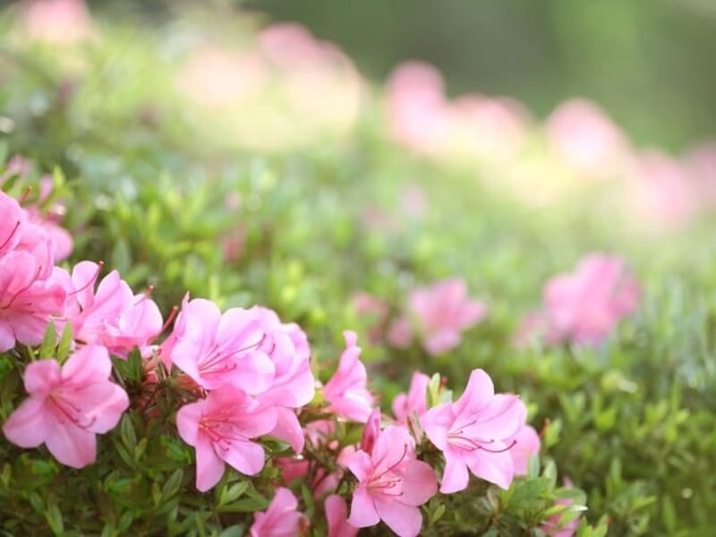 街の中でもつつじやさつきを見かけます