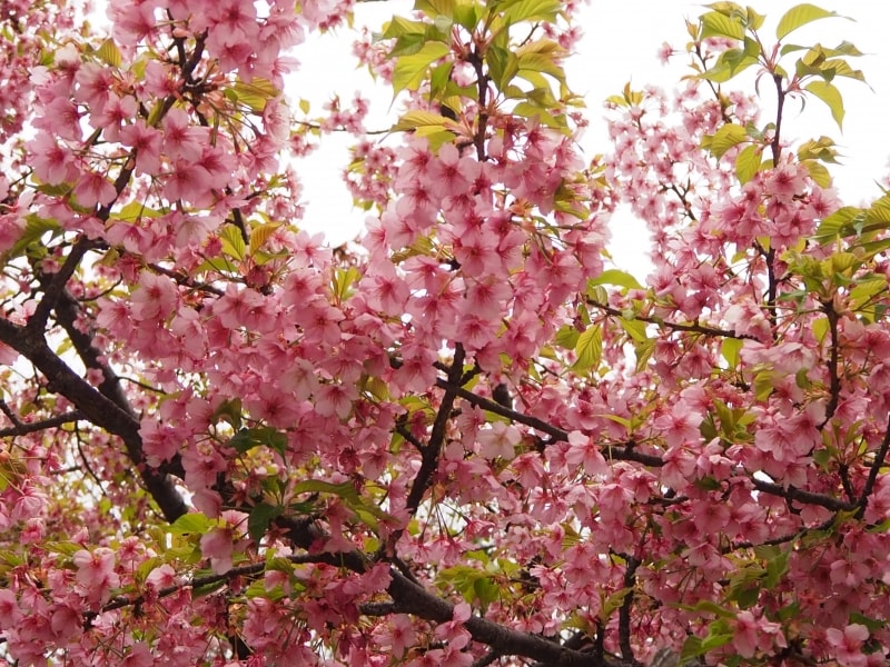桜神宮の桜は1月の終わりごろから咲き始め1か月を経て満開になる
