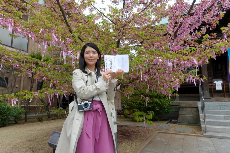 夜はライトアップされている桜神宮の河津桜