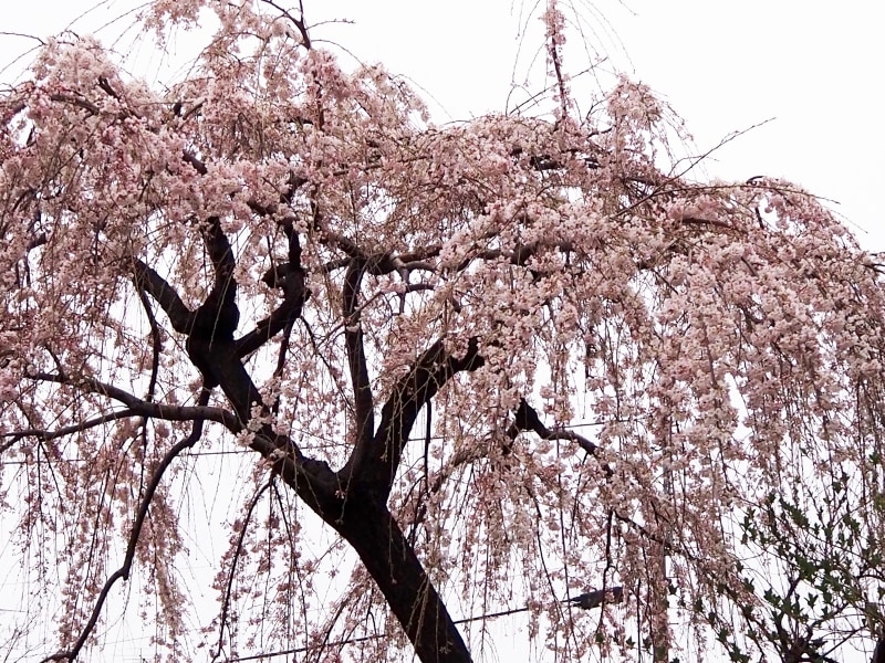 枝垂桜はソメイヨシノよりも1週間ほど早く満開になる