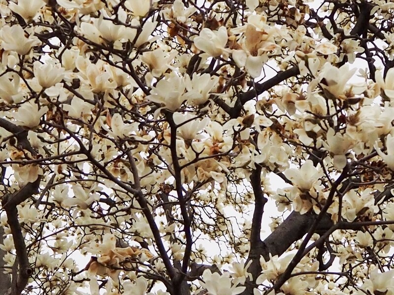 梅が丘の住宅の庭にあったハクモクレン