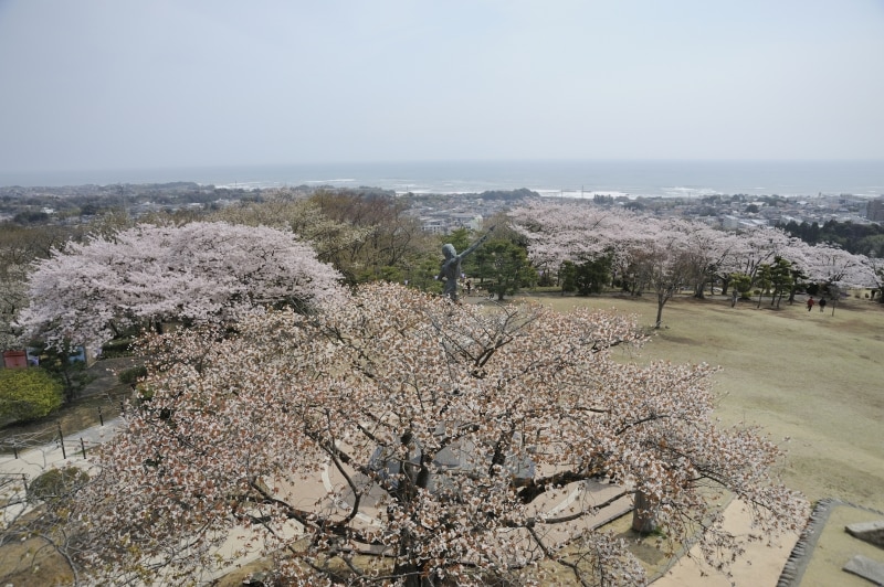 かみね公園の桜