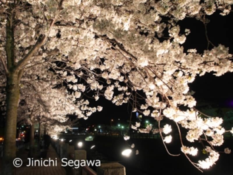 夜桜をきれいに撮る方法 コツをプロがやさしく解説 写真撮影 All About