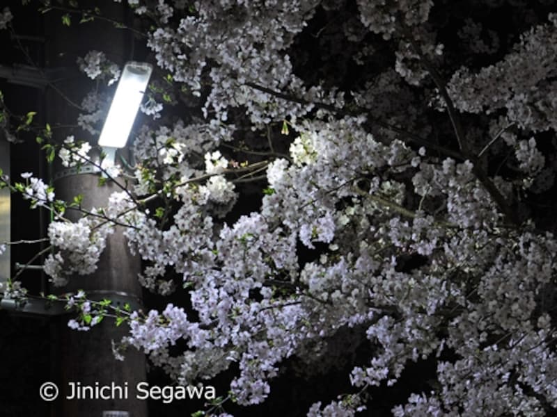 夜桜撮影