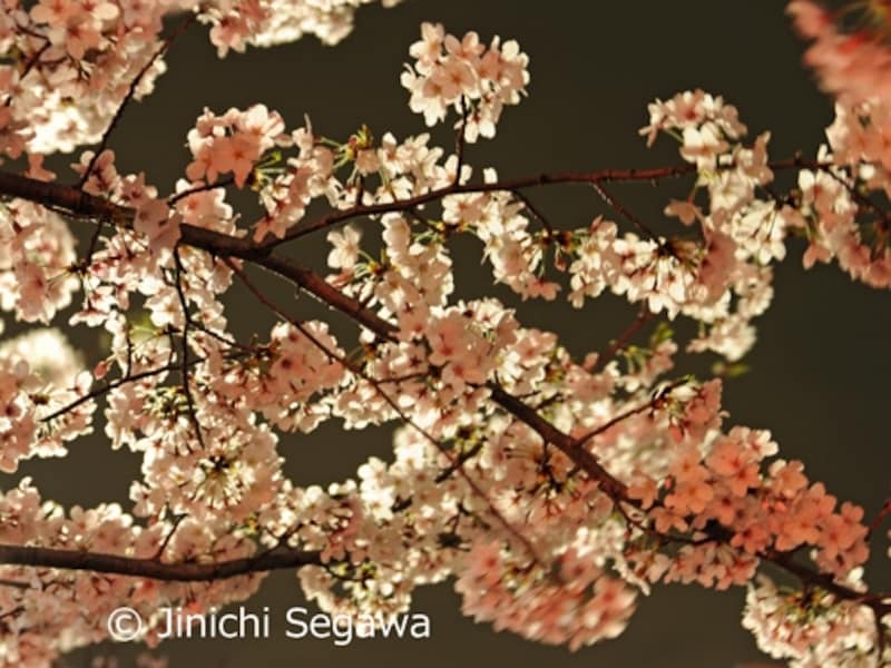 夜桜撮影