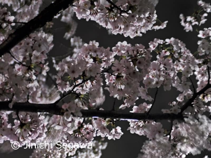 夜桜撮影