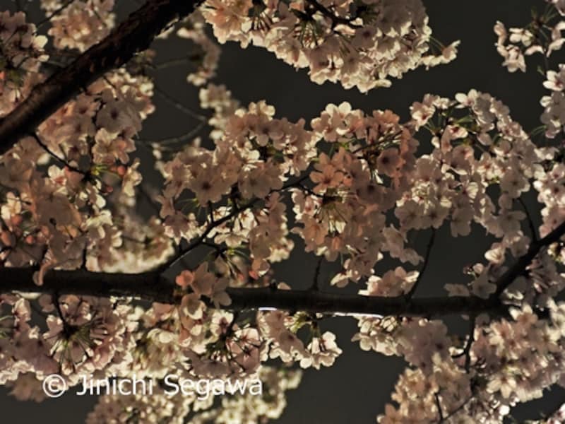 夜桜撮影