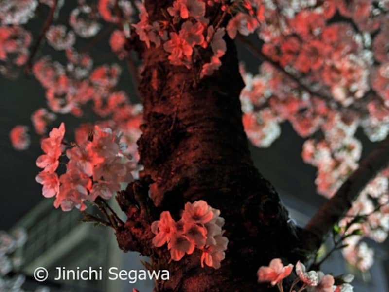 夜桜撮影