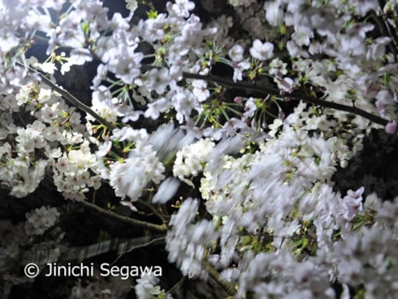 夜桜撮影