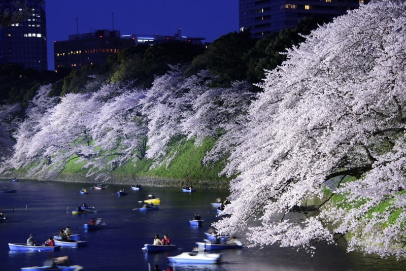ボートからみる桜