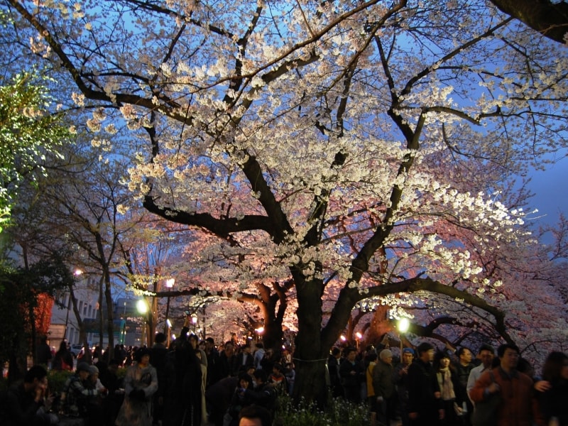 千鳥が淵緑道のライトアップ