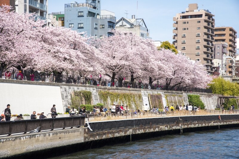浅草墨田公園の桜