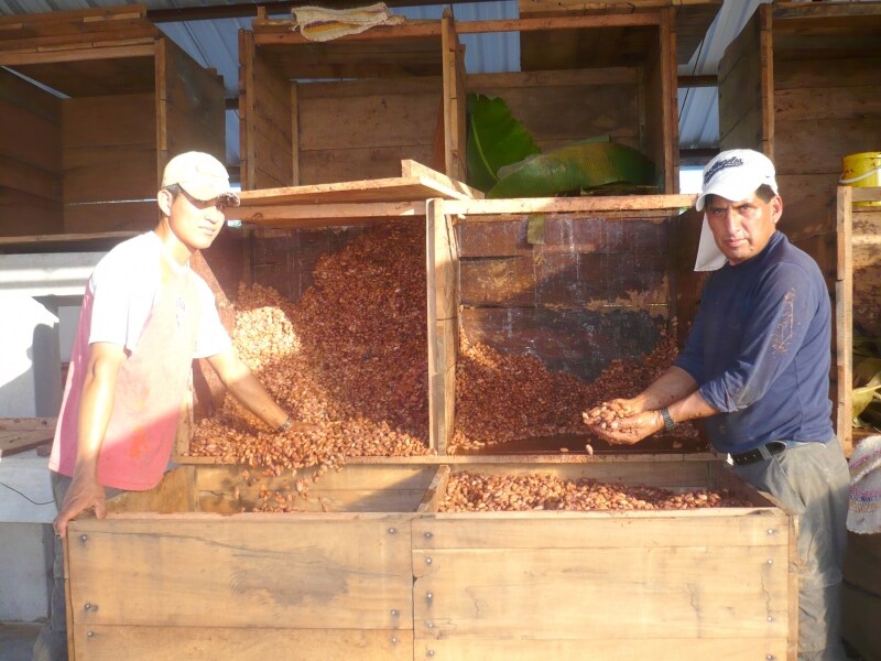 5家族を中心に近隣の100の農家と協力しあい、カカオを収穫、管理者のクリオロ氏が全ての工程を監修しています。