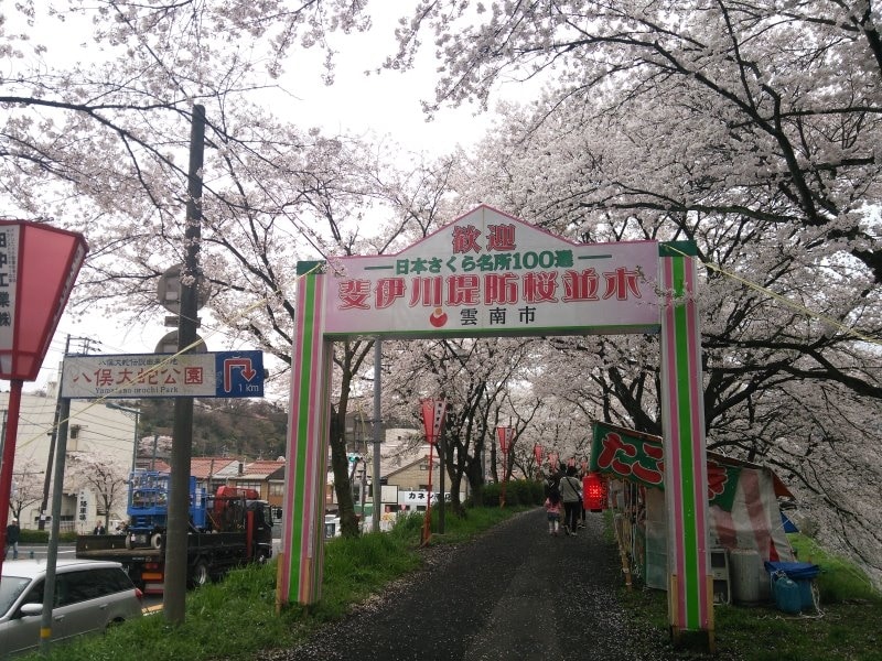 斐伊川堤防桜並木（3）