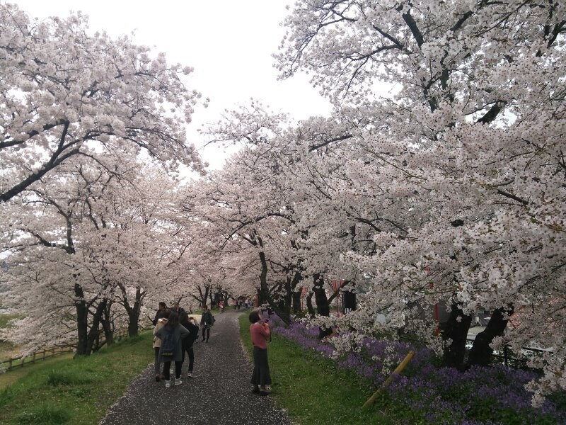 斐伊川堤防桜並木（4）