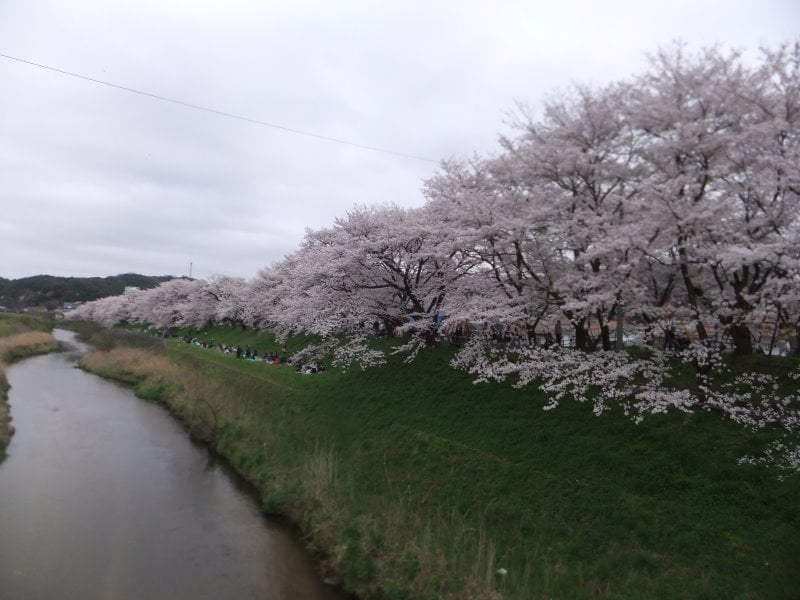 斐伊川堤防桜並木（2）