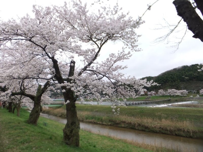 斐伊川堤防桜並木（5）／願い橋と共に