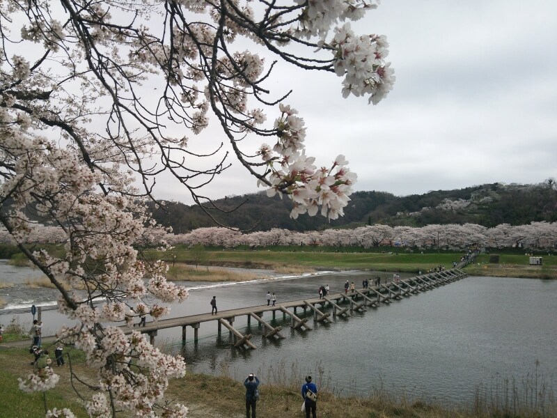 斐伊川堤防桜並木（7）／願い橋と共に