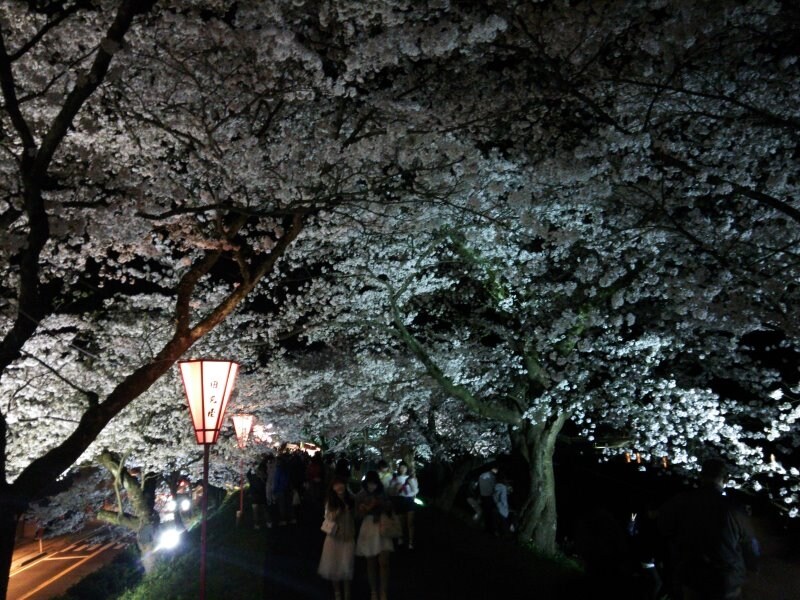 斐伊川堤防桜並木（11）／ライトアップ