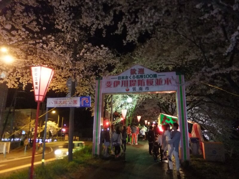 斐伊川堤防桜並木（12）／ライトアップ