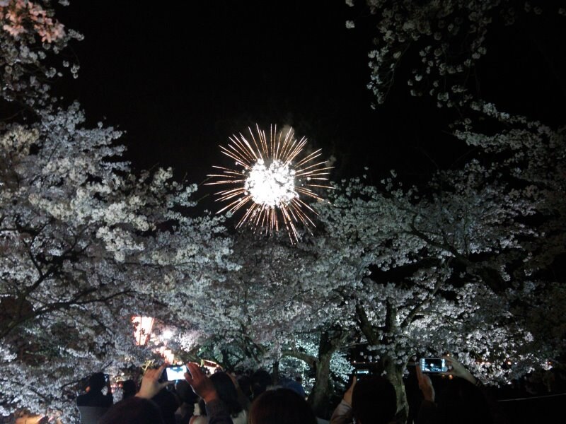 斐伊川堤防桜並木（13）／ライトアップと花火