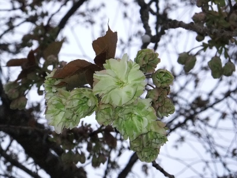 三刀屋の御衣黄（ぎょいこう）