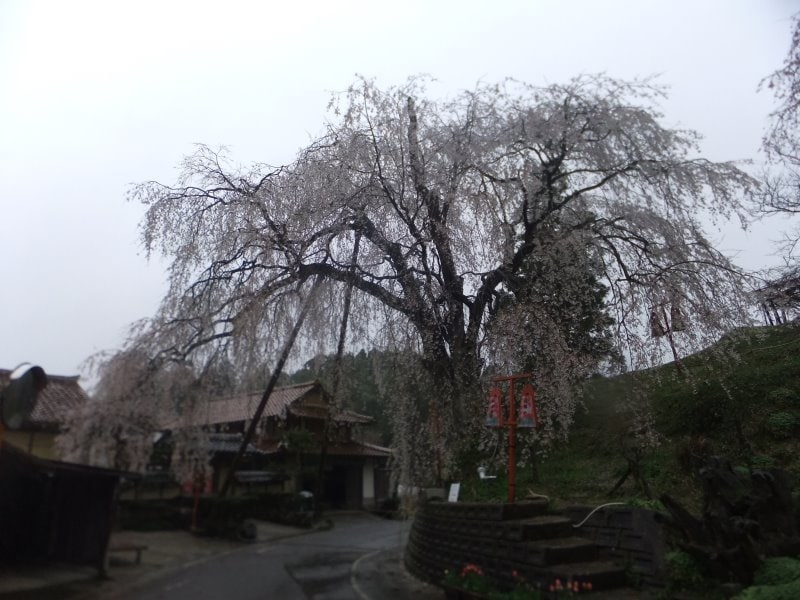 段部のしだれ桜