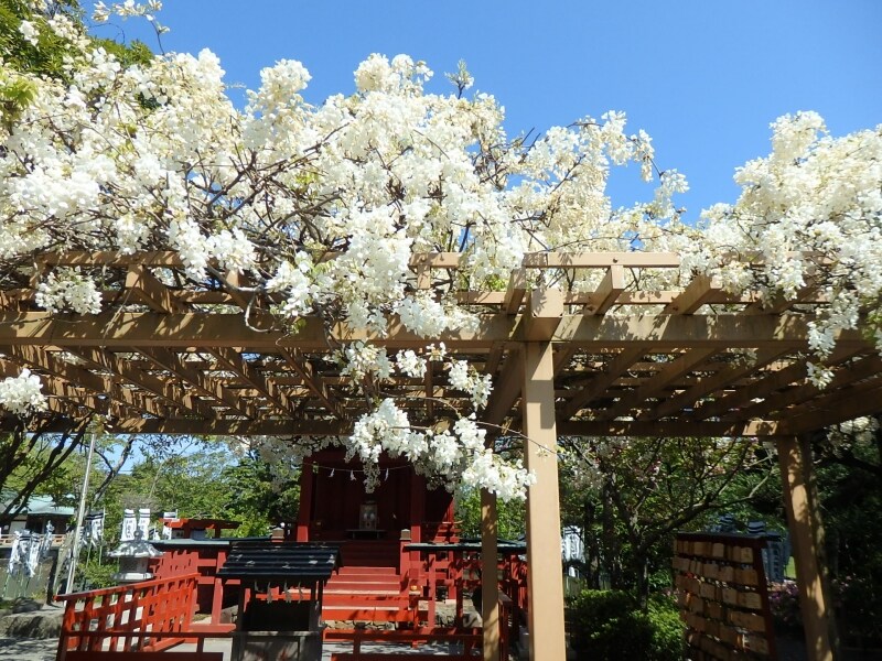 旗上弁財天社の白藤