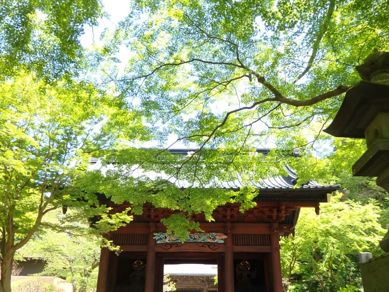 まぶしい新緑が映える妙本寺の二天門