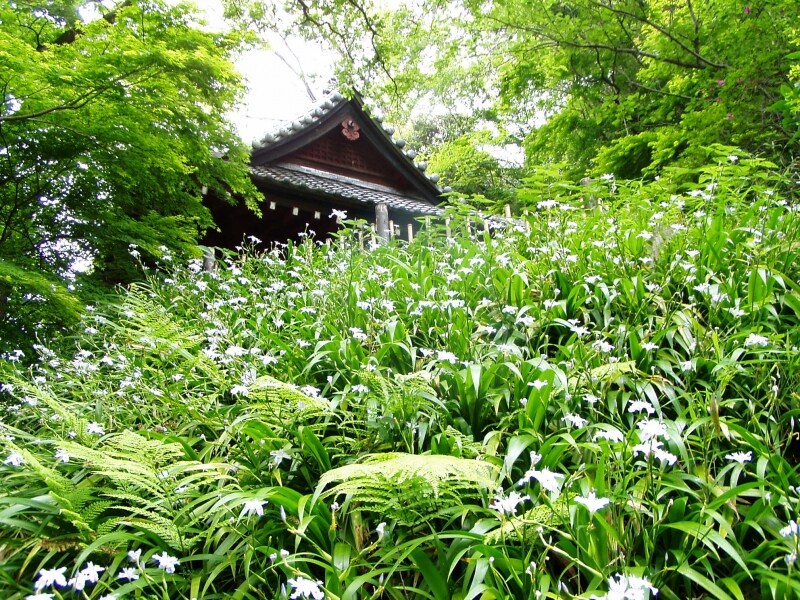 妙本寺に咲くシャガ