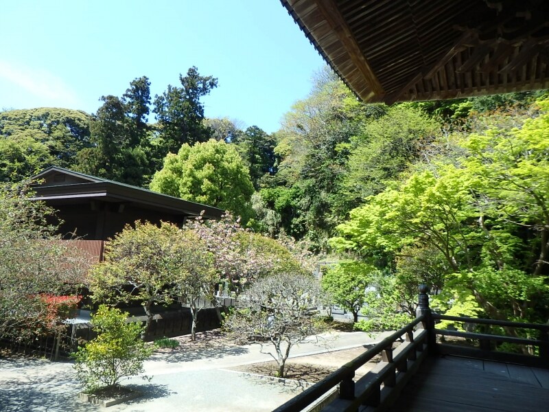 妙本寺の回廊から望む、したたる緑