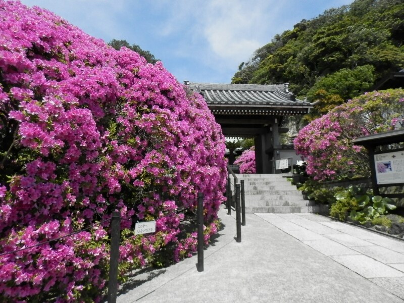 オオムラサキツツジが紅色に彩る安養院