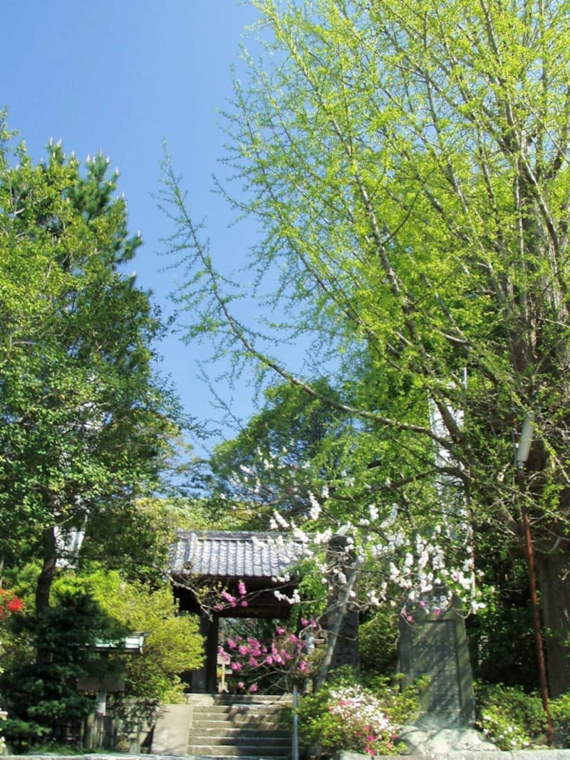 門前のイチョウの緑がまぶしい安国論寺