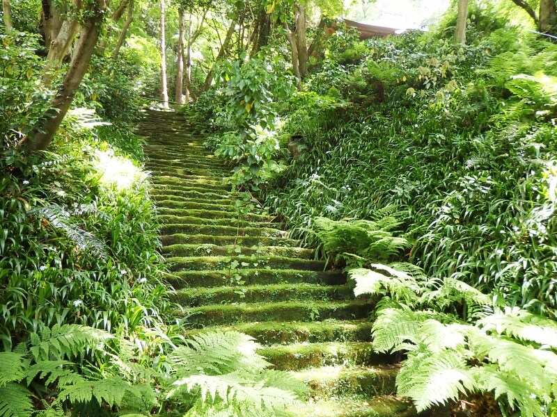 みずみずしい緑のこけ石段