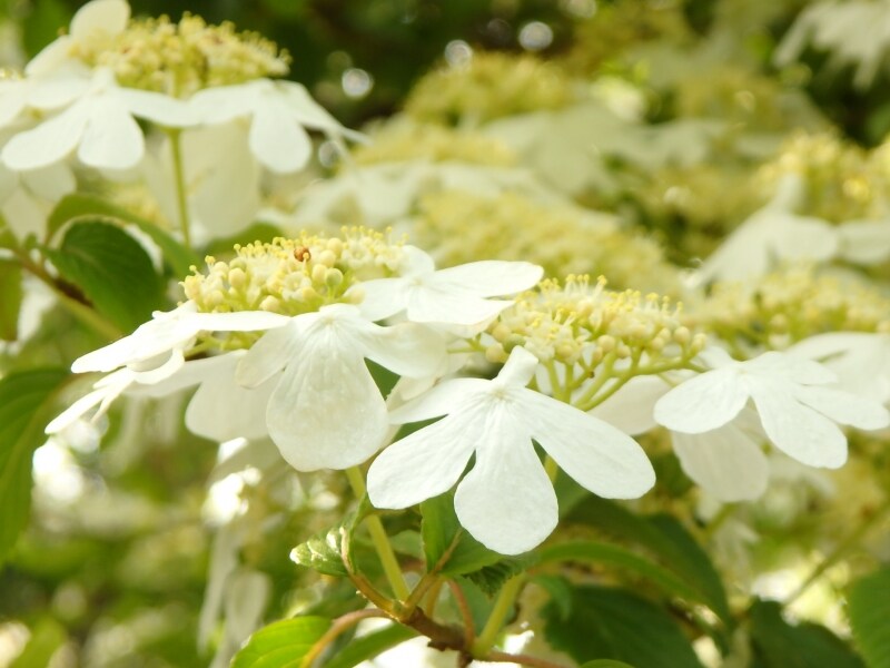 5月、チョウのような白い花を咲かせるヤブデマリ